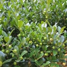 Japanese garden trees