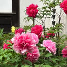 マスクド・サムライ、イメージ