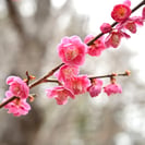 樹木,植木,庭木