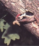 Die Nisthöhle ist recht haltbar und wird jahrelang vom selben Brutpaar genutzt.