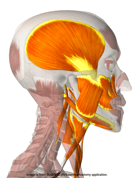 Bild: RESET Kiefergelenk Entspannung