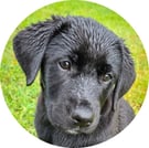 Foto vom Homeoffice-Hund Maila