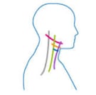 Ostéopathie de la voix