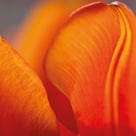 Durch Fasten ist es möglich den Körper zu reinigen. 