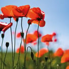 Mit Pflanzen ist es möglich den Körper zu unterstützen.