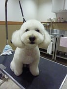 マロンちゃん❤