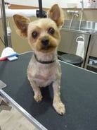 チャコちゃん❤