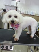 コットンビーちゃん❤