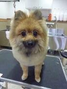 こんぽこちゃん❤