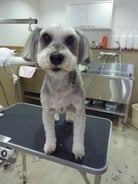 サクラちゃん❤