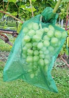 VOWE-Netzbeutel grün für Trauben in Hausgarten, Pergola und Rebberg