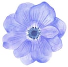 青花のイラスト