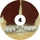 Wszyscy kochamy zwierzątka!