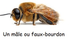 Photo d'un faux bourdon (source: apiconso)