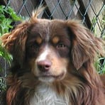 Miniatur-Aussie-Rüde