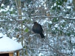 Amsel