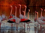 Nos flamants roses font leur parade nuptial. Ne ratez pas ce spectacle naturel "haut en couleur" entre décembre et mars!!!