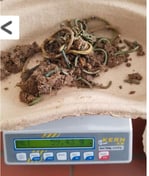 ©storchencam Hös/A.