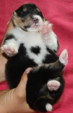 Caruso of little Queensland