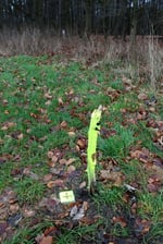 Neuer Grenzstein am "Fledermauswald".