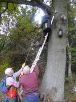 Mit vereinten Kräften und der Hilfe eines Flaschenzuges wurde eine rund 30 kg schwere Fledermaus-Überwinterungshöhle ausgetauscht. Zum Vergrößern bitte auf das Bild klicken.