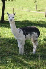 Alpaca-Bube Squim