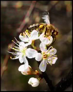 fleißiges Bienchen