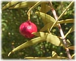 Quandong