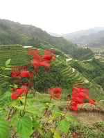 Reisterrassen in Banaue.