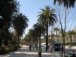 Palmenumsäumte Paseo del Parque