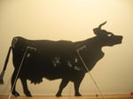 Completed cow on Screen.