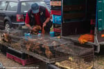 Lebende Hühner auf dem Markt von Sokoly