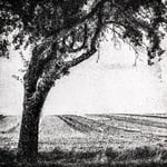 Gum Oil Print, Alternative Photography