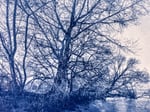 Cyanotype, Alternative Photography