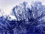 Cyanotype, Alternative Photography