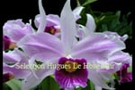 Laelia purpurata 'carnea x rosa-cereja PV Fob France 43€
