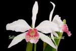 Laelia purpurata 'Grande' PV Fob France 36€