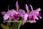 Laelia lobata lithophyte PV Fob France 15€