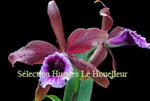 Laelia tenebrosa PV Fob France 40€
