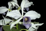 Laelia purpurata 'Werkhäuseri x coerulea' PV Fob France 40€