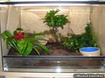 Vogelspinnenterrarium 60*40*40cm (L*T*H)