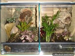 Vogelspinnenterrarium 30*40*40cm (L*T*H)