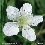 Himbeere (Rubus idaeus), Blüte