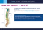 LES RACINES : SENSIBILITÉ ET MOTRICITÉ  Crâne LES RACINES DE LA COLONNE ONT UNE DOUBLE FONCTION : MOTRICE ET SENSITIVE. Chaque racine contribue à la sensibilité d’un territoire de peau très spécifique. 