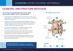 LE RACHIS EST UN ENSEMBLE DE STRUCTURES ARTICULÉES PERMETTANT LE MOUVEMENT  La direction et l’amplitude des mouvements possibles sont très variables d’un segment (cervical, thoracique ou lombaire) à l’autre de la colonne. 