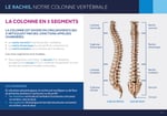 LA COLONNE EST DIVISÉE EN CINQ SEGMENTS QUI S’ARTICULENT PAR DES JONCTIONS APPELÉES CHARNIÈRES.  Le rachis cervical ? est formé de 7 vertèbres,  Le rachis thoracique (ou dorsal  ) en comprend 12,  Le rachis lombaire est constitué de 5 vertèbres