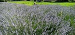 endlich ein Lavendelfeld gefunden