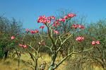 Blüten der Desert-Rose, Omo-Nationalpark