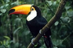 Riesentukan (Ramphastos toco), Iguazu Nationalpark, Brasilien