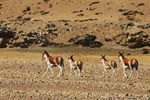 Kiang oder Tibet-Wildesel (Equus kiang), Tibet